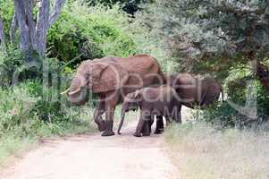 Elephant and her cub crossing the track