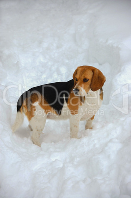 Beagel