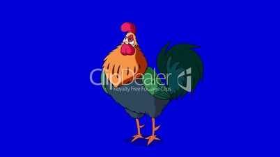 Colorful Rooster Walks and Crows. Classic handmade Animation Isolated on Blue Screen