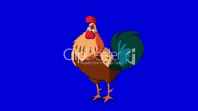 Rufous Rooster Walks and Crows. Classic handmade Animation Isolated on Blue Screen
