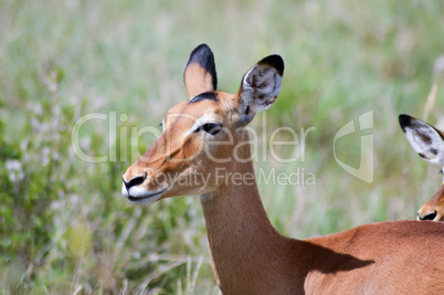 Two Impalas with defenses in the savannah