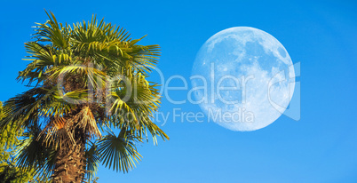 palm tree with moon