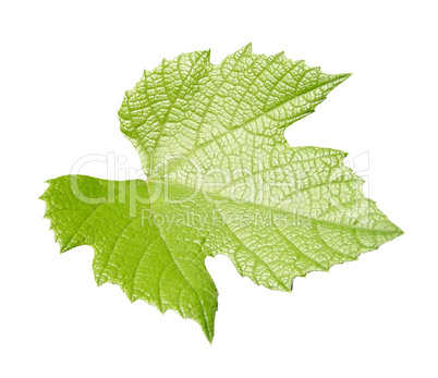 Vine leaf isolated over white