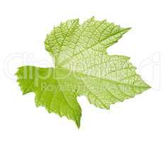 Vine leaf isolated over white