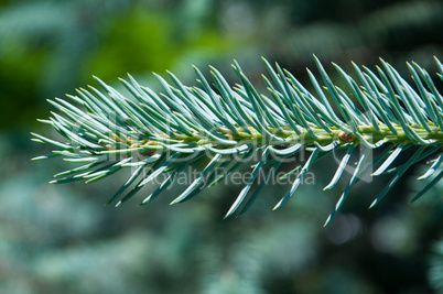 Green fir branch