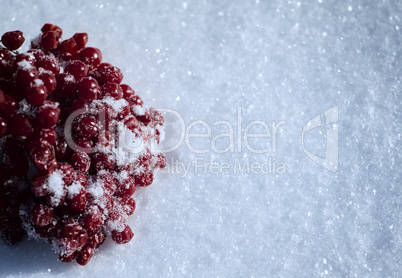 Bunch of red viburnum berries on the white snow