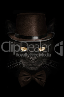 dark muzzle cat  in brown hat and tie butterfly