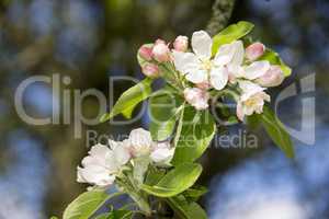 Branch with pink and white apple blossom flowers