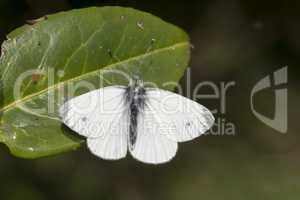 Green-veined White butterfly sitting on a leaf with wings open