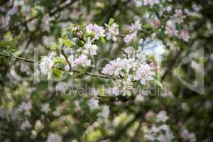 Sprigs of white apple bossom flowers