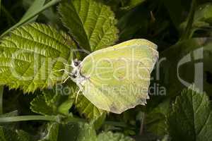 Brimstone butterfly on bramble leaf