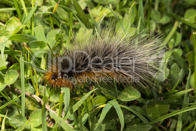 Woolly Bear caterpillar of the Garden Tiger Moth