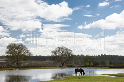 New forest pony grazing by pond at Bratley View