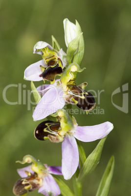 Single stem of Bee Orchids, Ophrys apifera