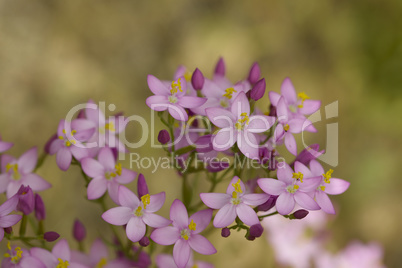 Delicate lilac Common Centaury flowers, Centaurium erythraea