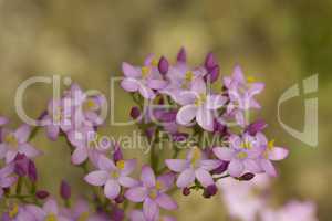 Delicate lilac Common Centaury flowers, Centaurium erythraea