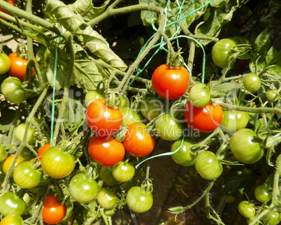 Truss of red and green cherry tomatoes