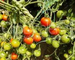 Truss of red and green cherry tomatoes