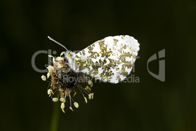 Male Orange Tip butterfly on Ribwort Plantain