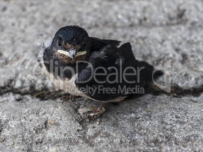 Young swallow sitting on the ground