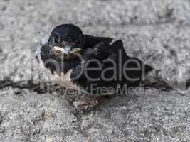 Young swallow sitting on the ground