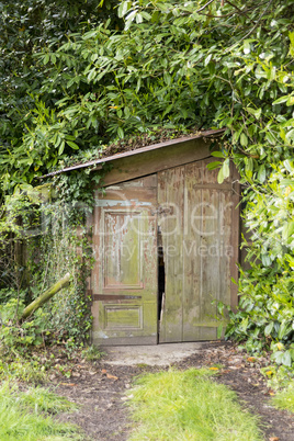 Small old wooden shed mostly covered by ivy and leaves