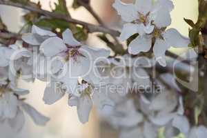 Sprig of white Cherry blossom flowers