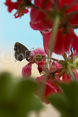 Geranium Bronze Butterly on red Geranium