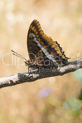 Two-tailed Pasha butterfly, Charaxes jasius, on branch