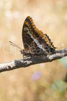 Two-tailed Pasha butterfly, Charaxes jasius, on branch