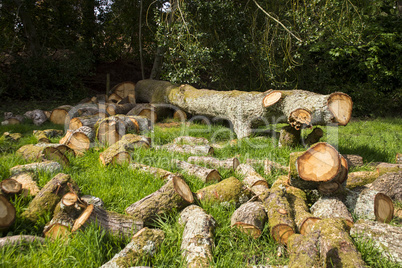 Large felled tree with cut logs on grass