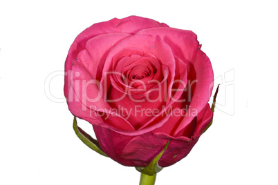 Single dusky pink rose on plain white background