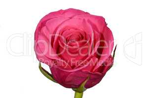 Single dusky pink rose on plain white background