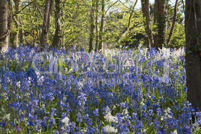 Carpet of bluebells among trees in springtime