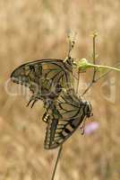 Swallowtail butterflies, Papilio machaon, hanging off flowerhead