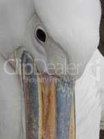 Close up of Great White Pelican head