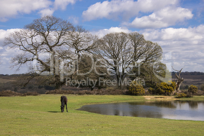 New Forest pony grazing by pond at Bratley View