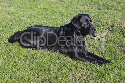 Male Black labrador lying on grass facing righ