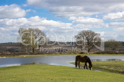 New Forest pony grazing by a large pond at Bratley View