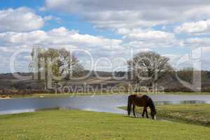 New Forest pony grazing by a large pond at Bratley View
