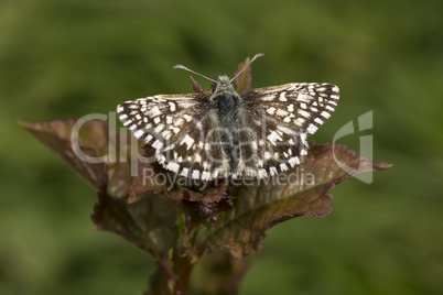 Tiny Grizzled Skipper butterfly on bramble leaf