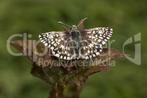 Tiny Grizzled Skipper butterfly on bramble leaf