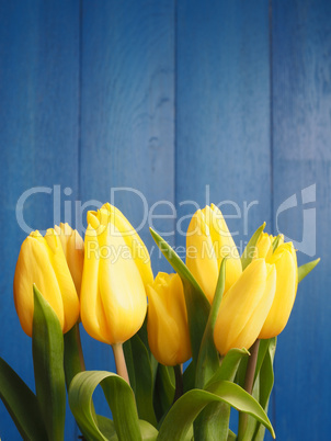 Bunch of yellow tulips