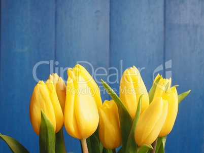 Bunch of yellow tulips