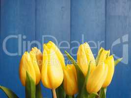 Bunch of yellow tulips