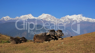 Lying baby buffalo and snow capped mountains