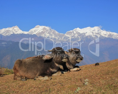 Buffalo babies and snow capped Manaslu