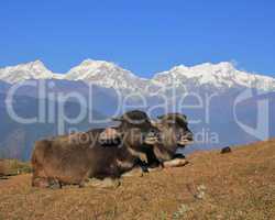 Buffalo babies and snow capped Manaslu