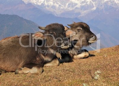 Buffalo friends resting together