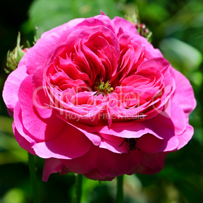 Red rose in flower bed